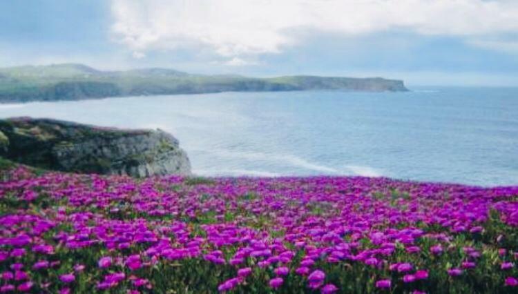 Apartamentos Casa Carmen Suances Dış mekan fotoğraf
